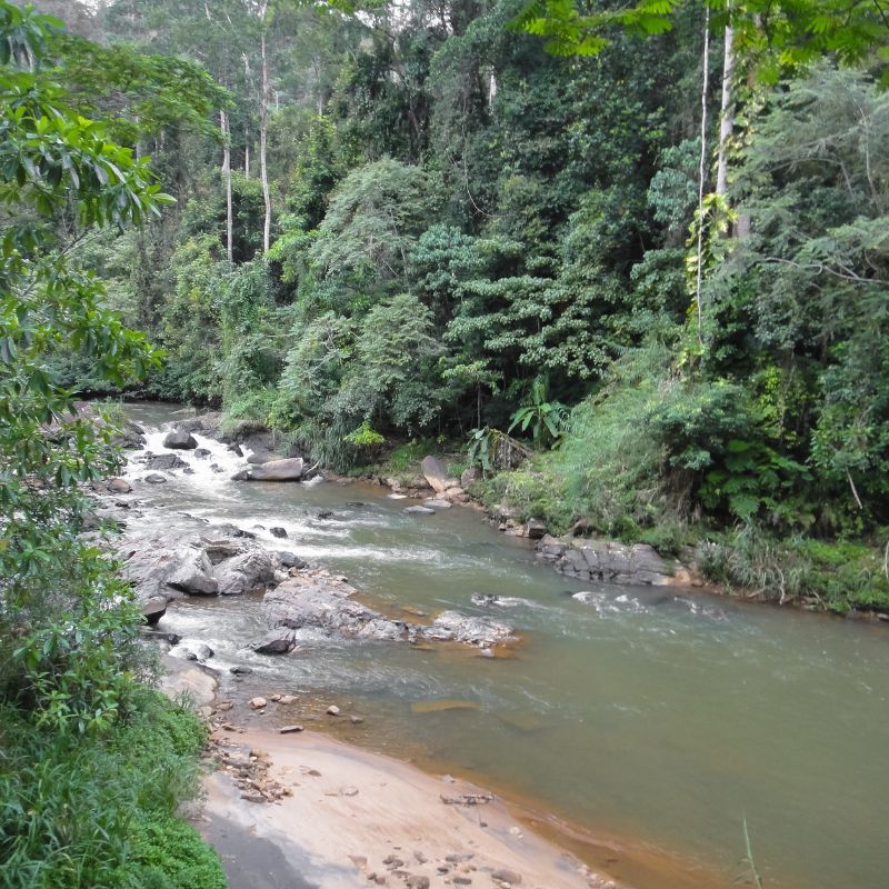 Sinharaja Forest Reserve