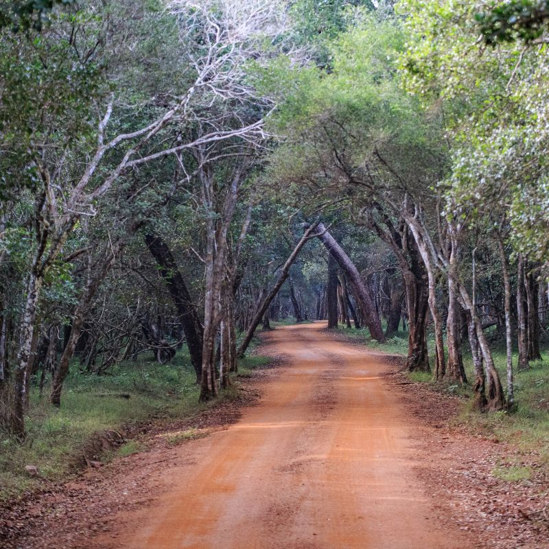 Wilpattu National Park