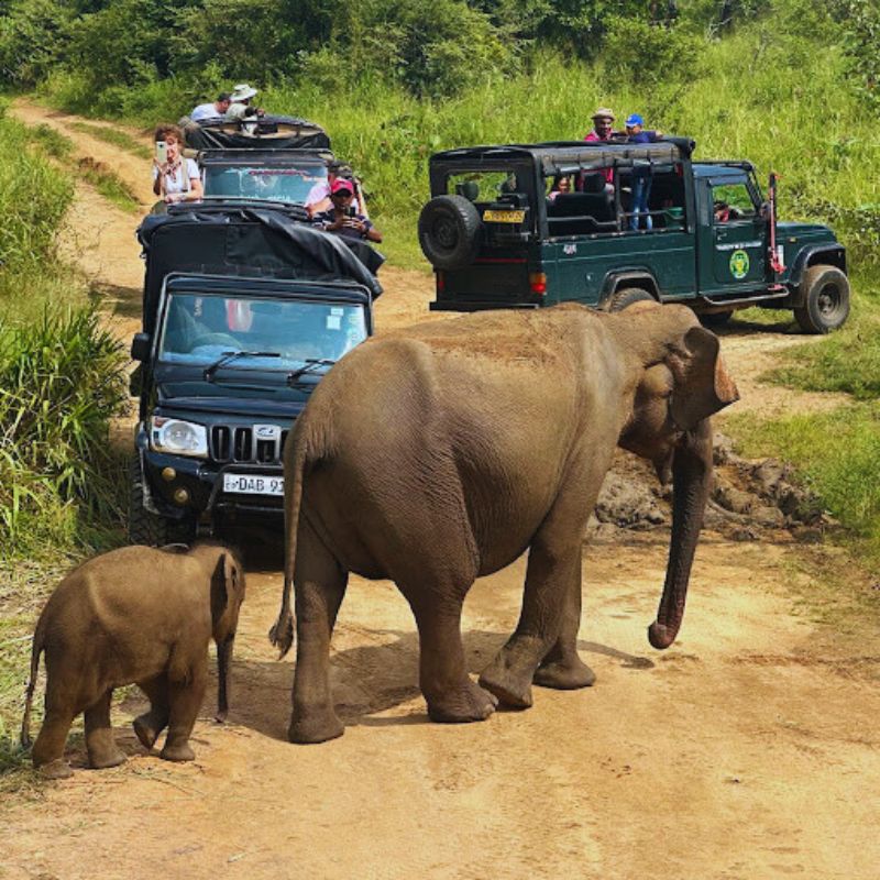 Jeep Safari